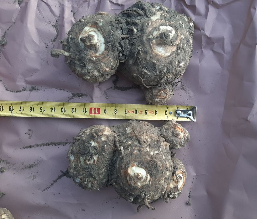 Продаю свої клубні великі калли білої. Калла біла. Біла Кала