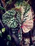 Begonia Snow Capped White Ice Pink Variegata UNIKAT ! monstera philode