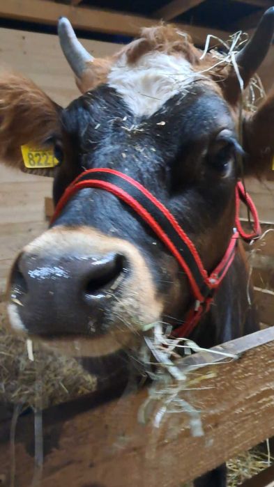 Jałówka,krowa Jersey