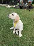 Labrador Retriever szczeniak maści biszkoptowej