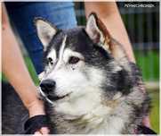 Otis - pies w typie husky