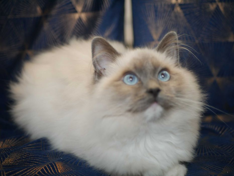 Kot Ragdoll po Championie ,FPL ,FIFE