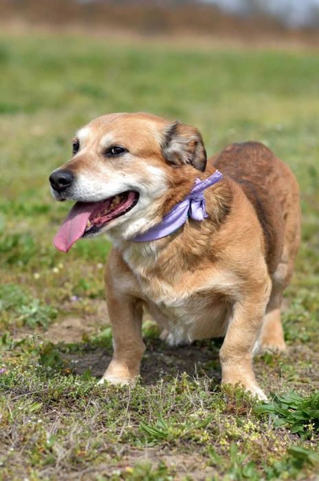 Penne, labrador na krótkich nogach do adopcji!