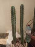 Echinopsis peruviana- "San pedro" Кактуси різні розміри...