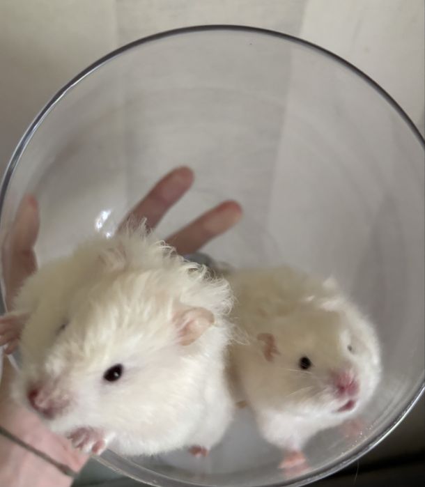 Ангорський Хомяк Пухнасті Атласні Королівські