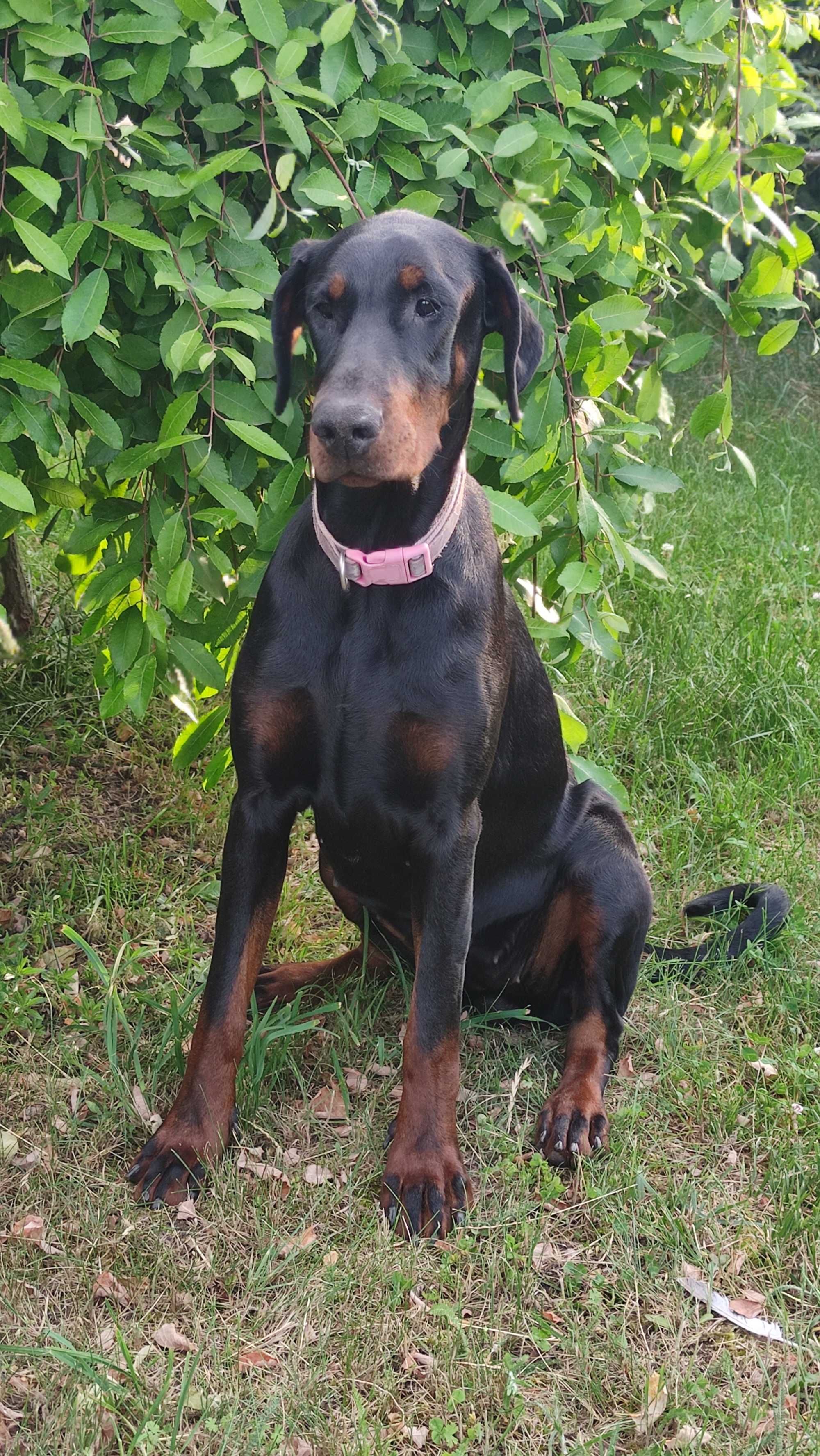 Szczenię Dobermana FCI