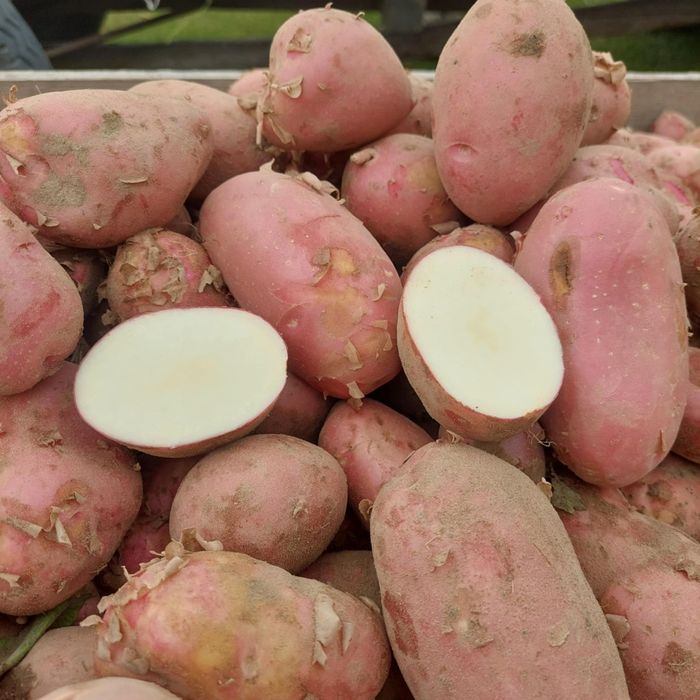 Ziemniaki Amerykany I Irga