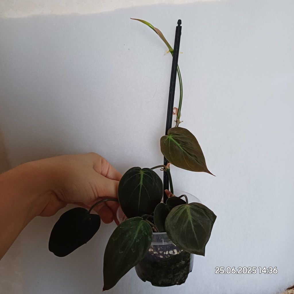 Regres Philodendron micans variegata