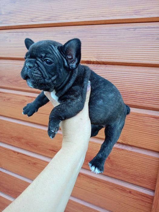 Девуля франуля..