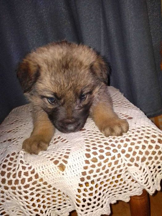 Подарую цуценят німецької вівчарки