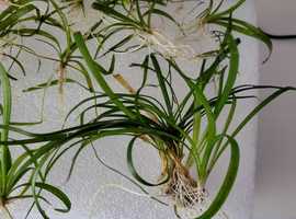 Sagittaria subulata para aquário