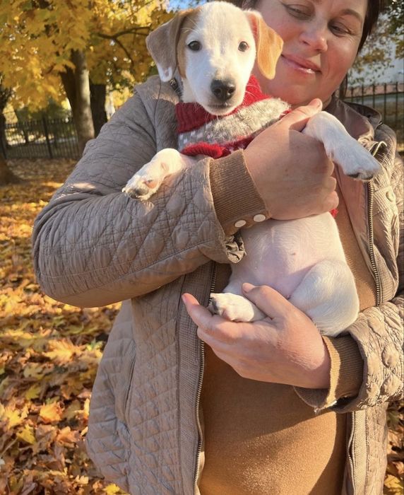 Девочка джек рассел терьер ищет маму