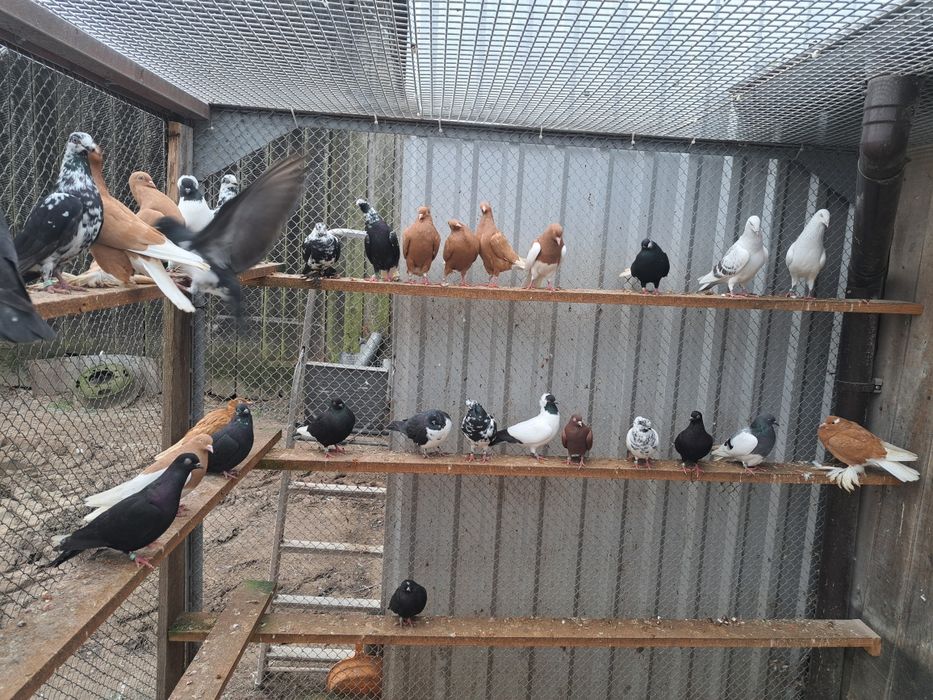 Gołębie lotne deresze czaposze wyszfance