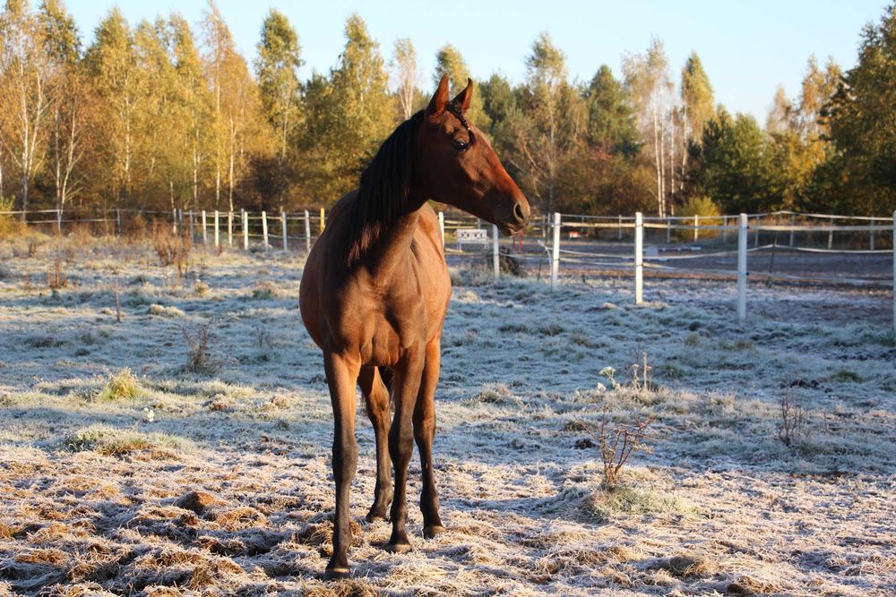 Klacz Zangersheide - CLARISSA Z ( Cascado x Calena)