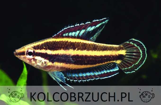 Sumatrzak gunawani - Parosphromenus gunawani - dowóz, wysyłka