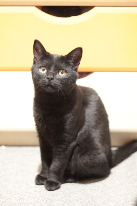 Котенок в поисках семьи