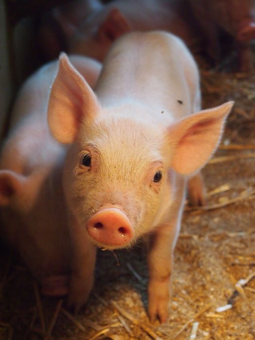 Мʼясні Швидкорослі породи свиней