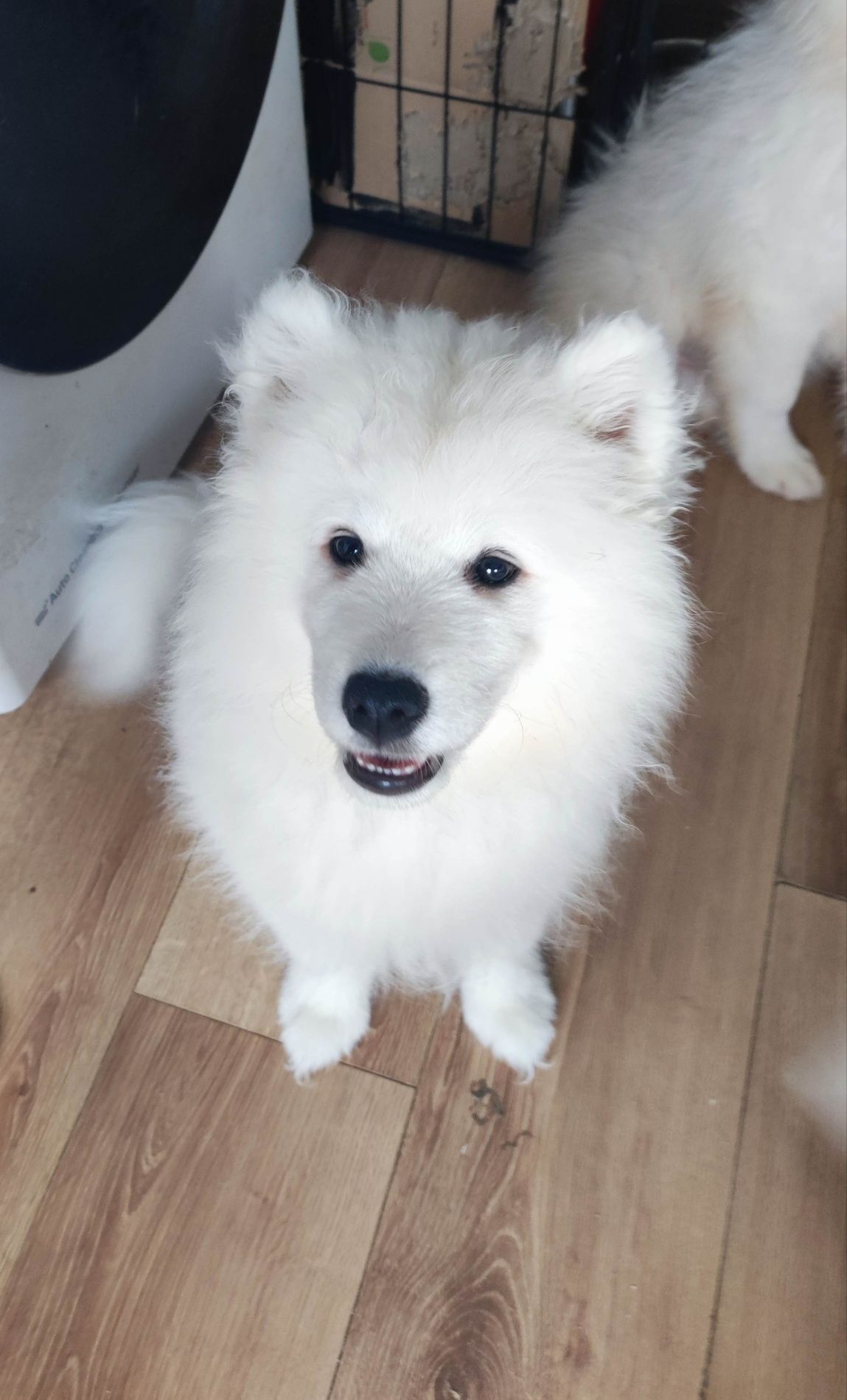 Piesek Samoyed PFK ACW gotowy do zmiany domu + ubezpieczenie zdrowotne
