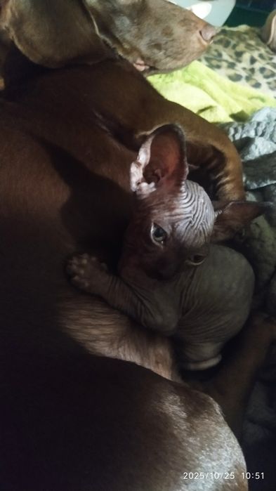 Канадский сфинкс Бронь