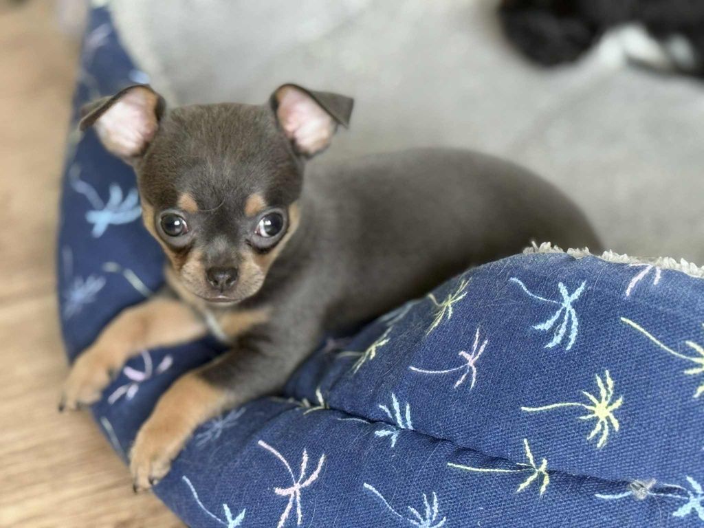Mini suczka chihuahua