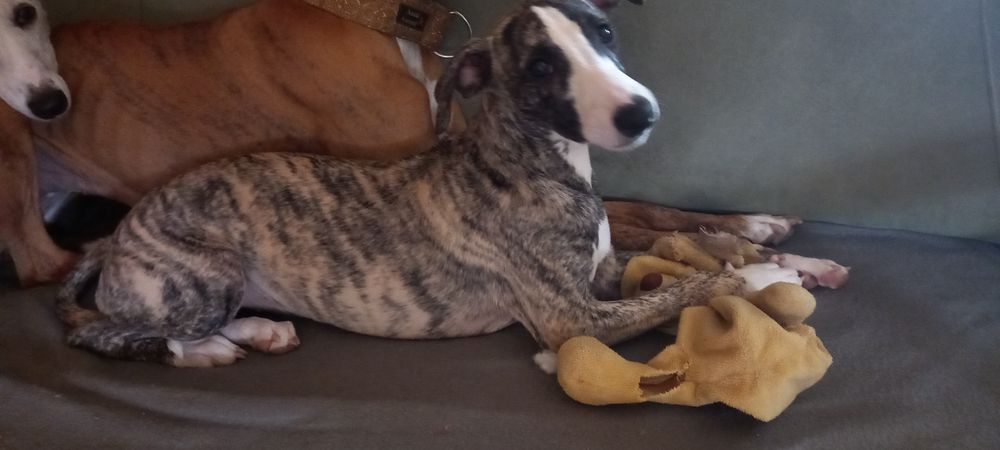 Whippet dziewczynka