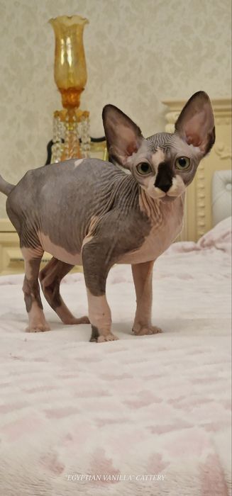 Мальчики и девочки Канадского и Эльфы.