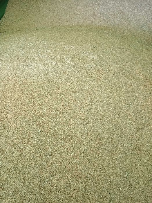 Sprzedam jęczmień, pszenice, owies