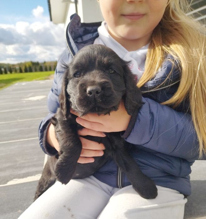 Cocker Spaniel Angielski Suczka