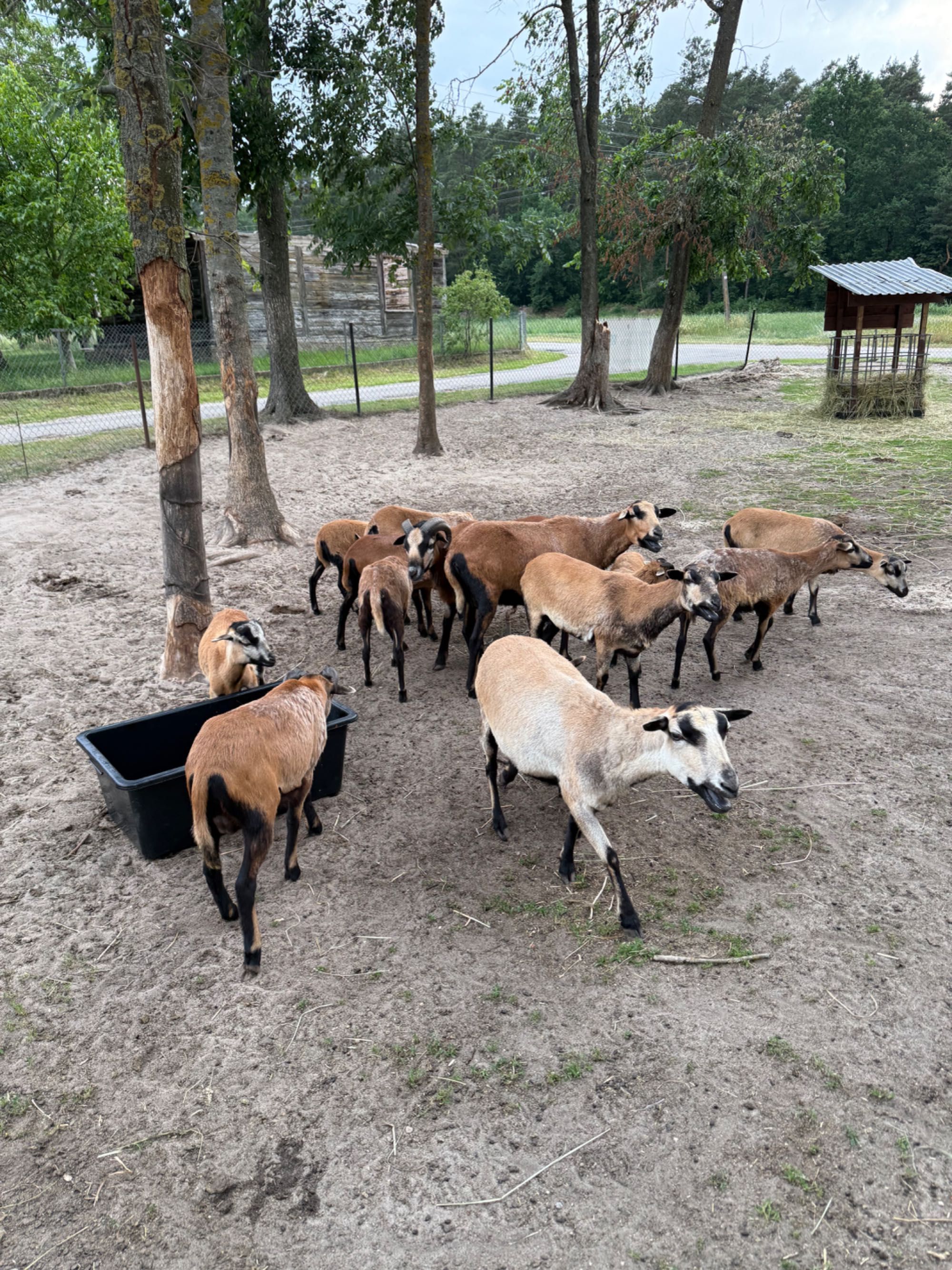 Owce kameruńskie