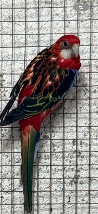 Roselas Eximius 2025