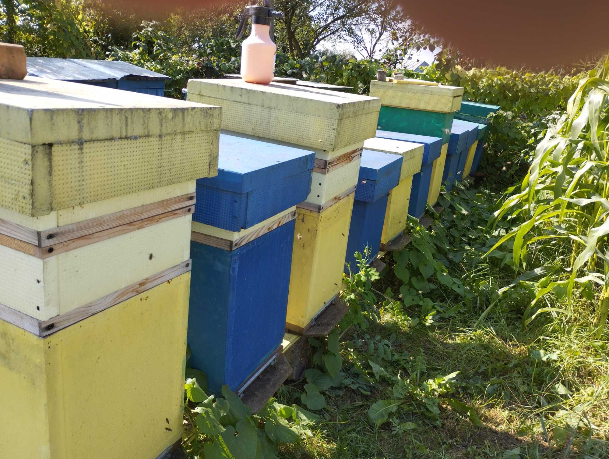 Бджільництво Карніка