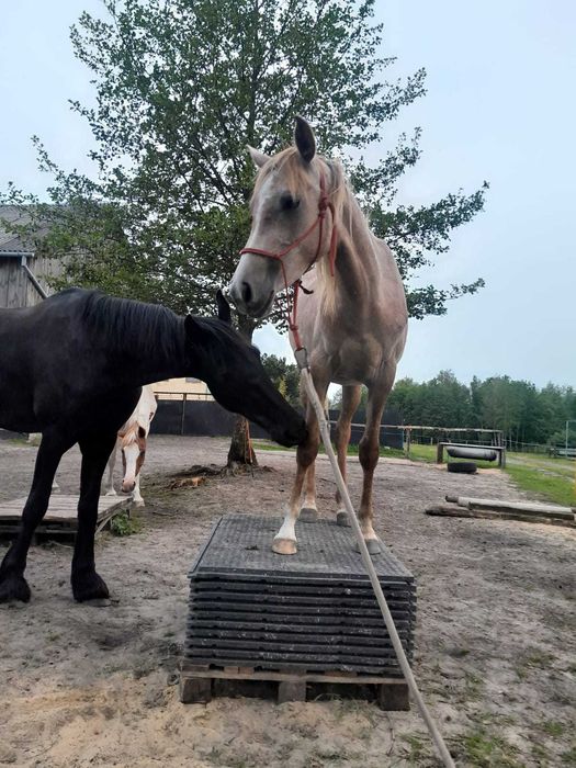 młoda klacz arabska, czysta krew arabska