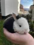 Coelhos mini Lop (orelhudos)