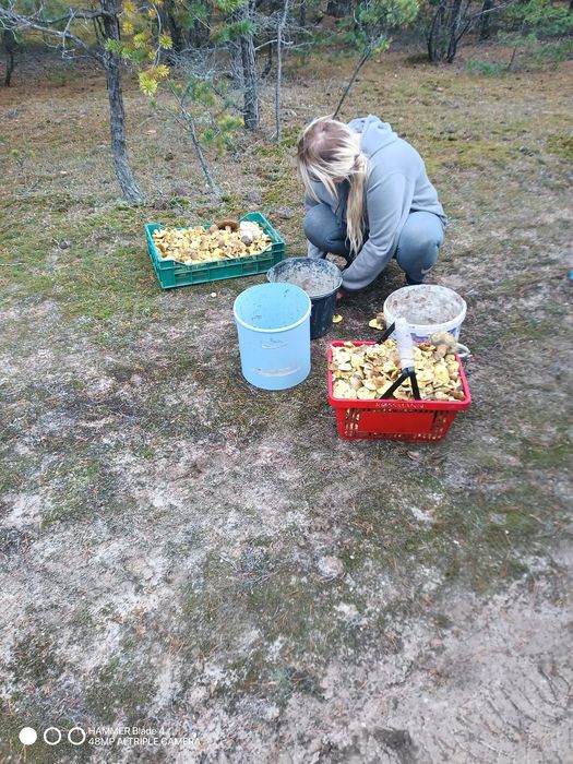 Sprzedam grzyby Gąska Zielonka