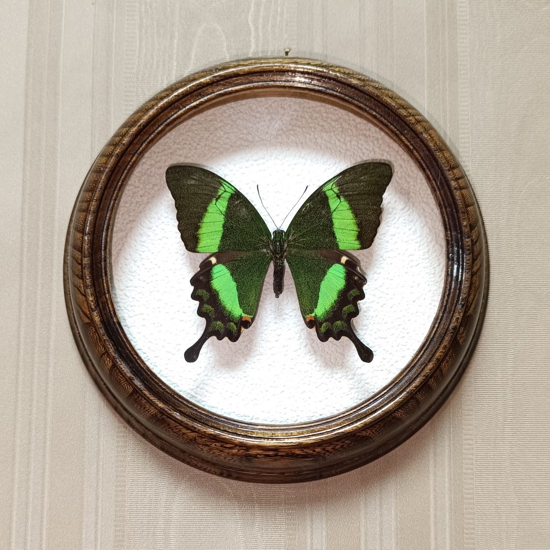 Сувенир бабочка в рамке в деревянной под стеклом