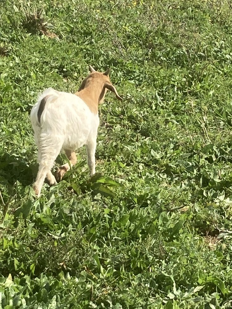 Cabrito cruzado Boer