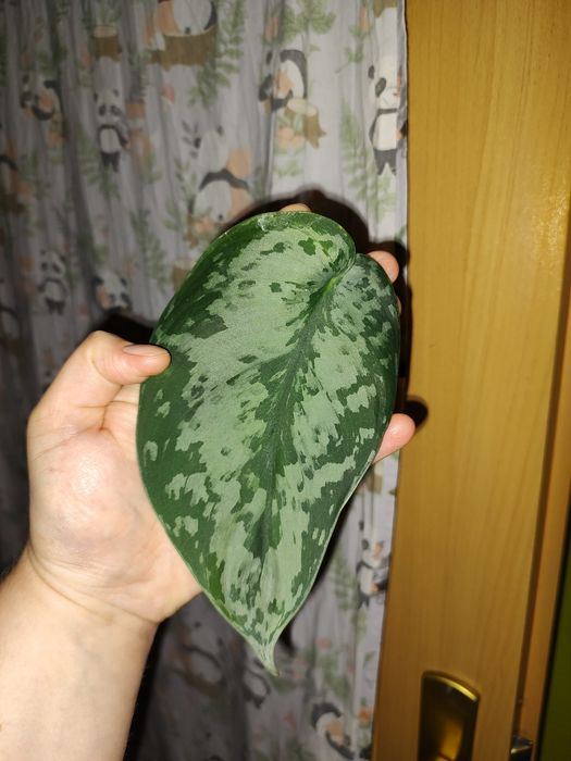 Zestaw roślin Syngonium Scindapsus Rhaphidophora Monstera r