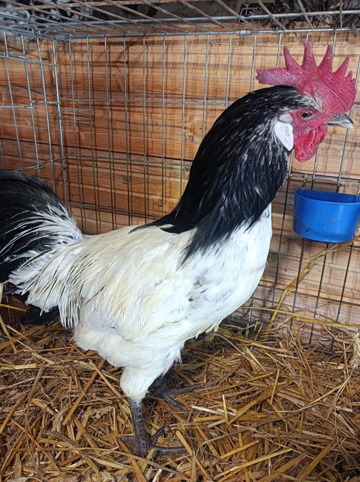 Koguty i kury różne kolorowe