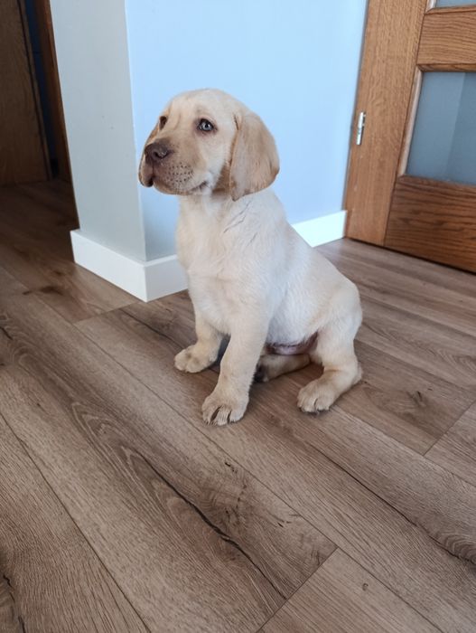 Labrador Retriever biszkoptowy pies