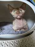 Devon Rex - Endorfinka - Gotowa do zmiany domku - Trójmiasto