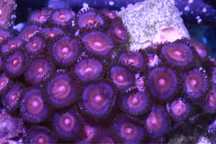 Zoanthus Purple Be Duze Sliczn WYSYŁKA FLUOLAMPS.PL