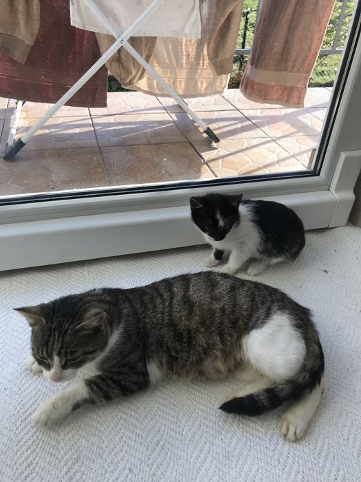 Oddam kotke w dobre ręce