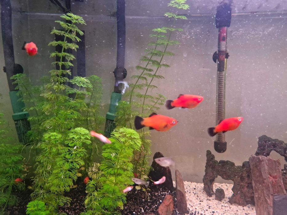 Platys vermelhas troca guppys