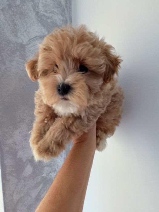 Maltipoo  Piesek!!!