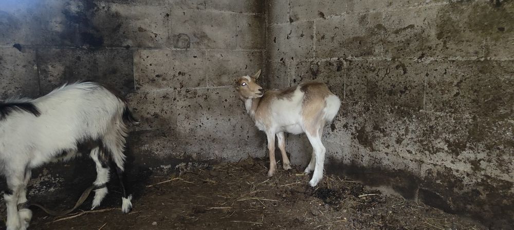 Casal cabritos 7 meses
