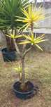 Arvore de jardim