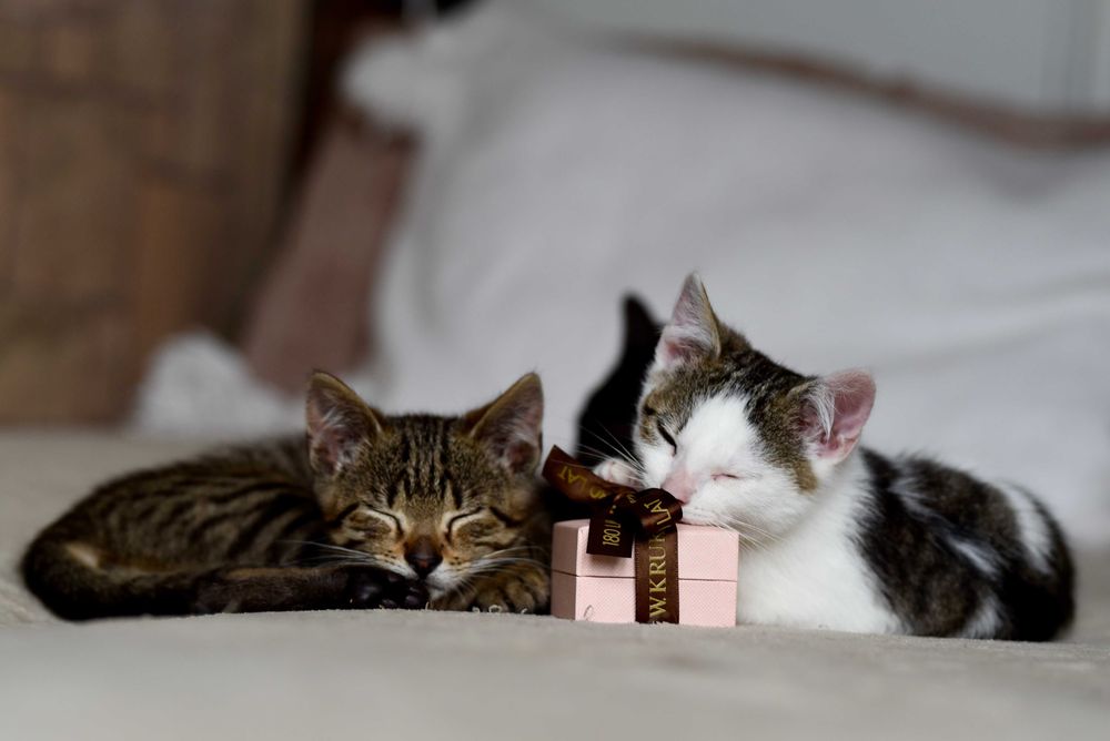 Kopciuszek szuka domu! Fundacja "Stawiamy na Łapy"