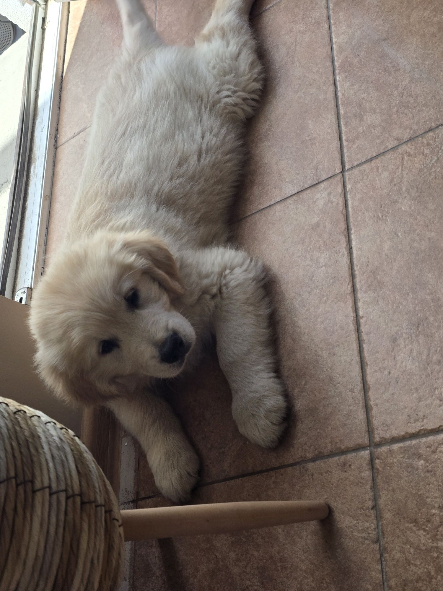Golden Retriever