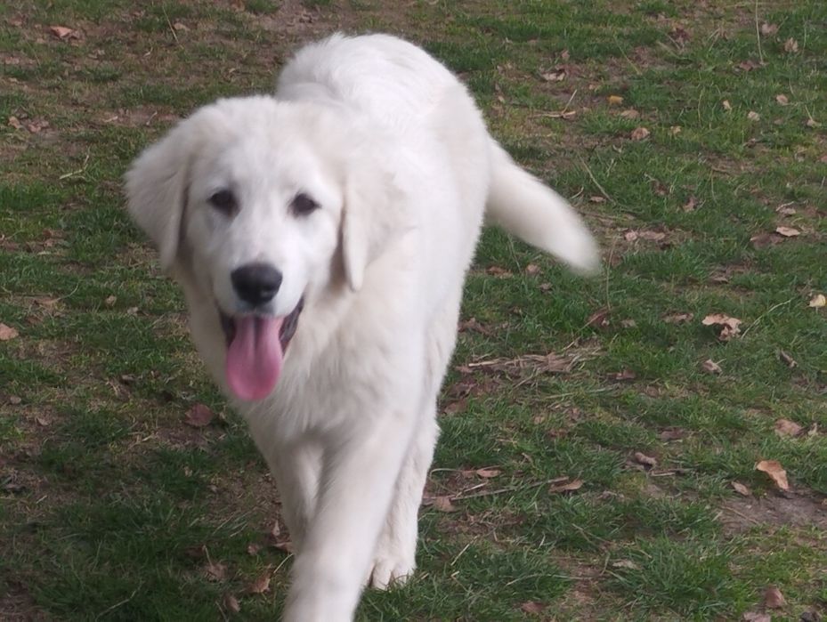 Owczarek podhalański suczka