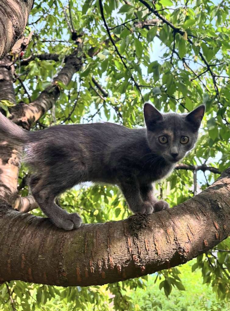Маленькая котенок девочка пепельная черепашка ищет дом! Отдам в хороши